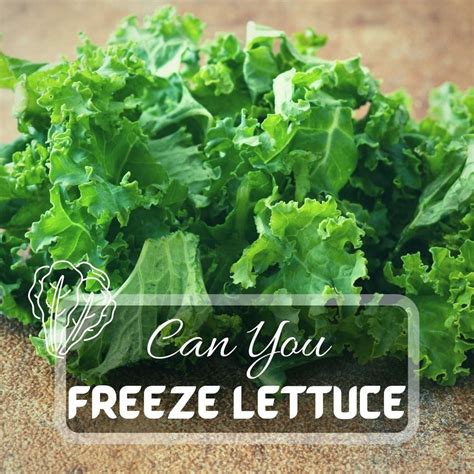 Can You Freeze Lettuce? : u/Just_Pure_Gardening