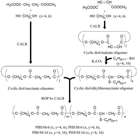 Enzymatic Synthesis and Chemical Recycling of Novel Polyester-Type ...