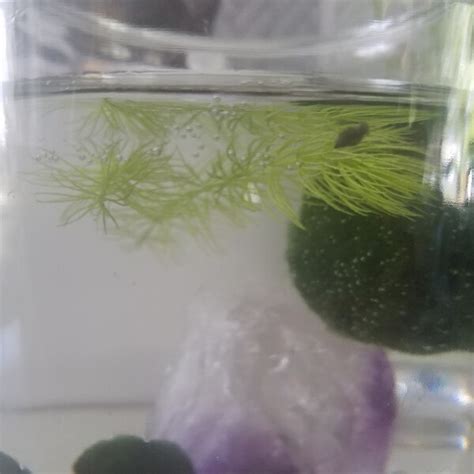 Image result for DIY Java Moss Decorations