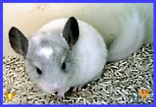 Immer noch suchen wir Rexzwergkaninchen in Ulm-Wiblingen | Tiere ...