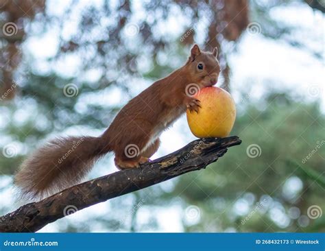 Shallow Focus Shot of a Red Squirrel Eating Apple Fruit on a Tree ...