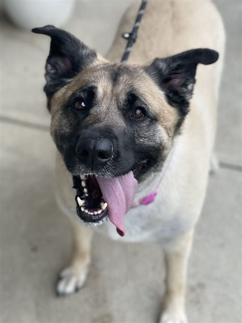 Homepage - Westmoreland Humane Society