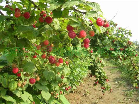 经典案例_康平县欣农苑树莓种植专业合作社