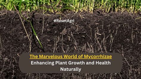 The Marvelous World of Mycorrhizae: Enhancing Plant Growth and Health ...