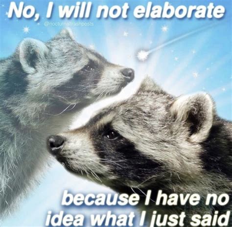Nocturnal trash posts raccoon memes instagram – Artofit