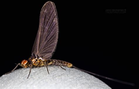Mayfly Genus Baetis (Blue-Winged Olives)