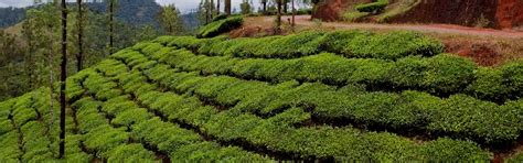 Vythiri Tours and Packages: Best Time To Visit | Indianpanorma