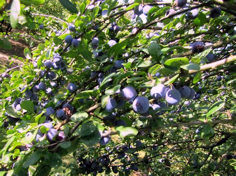 Mennonite Girls Can Cook: Damson Plums ~ jam, plum sauce, and vinaigrette