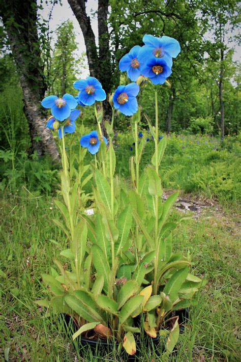 Himalayan blue poppy – Artofit