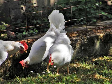How to look after Baby Chicks – Beginner’s Guide