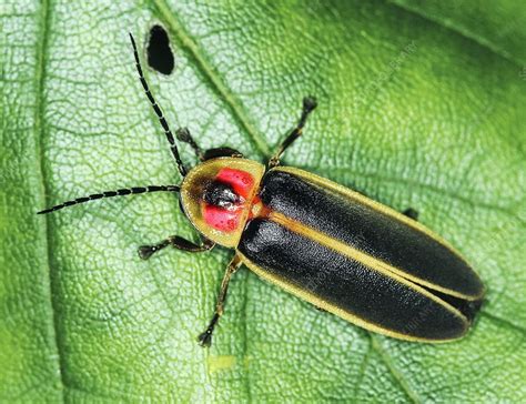 Firefly - Stock Image - C007/1023 - Science Photo Library