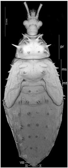 Psyttala horrida (Stål, 1865) (Hemiptera: Reduviidae: Reduviinae)—A ...
