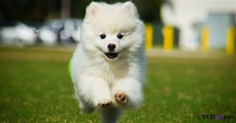 American Eskimo Puppy Price In India - Best For Pets