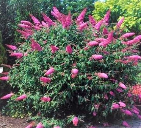 Butterfly Bush Buddleia davidii "Pink Delight"