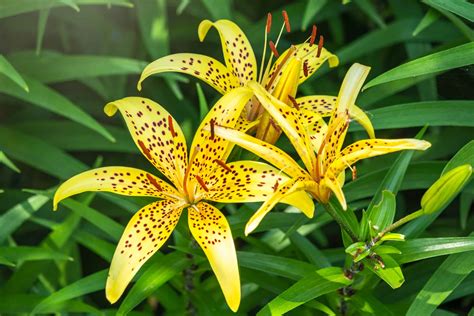 When Do Lilies Bloom? What You Need to Know