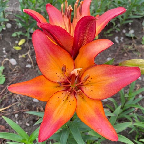 Lilies – Lilyfields Hakatere