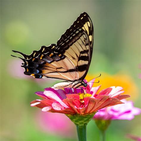 5 Ways A Butterfly Growing Kit Can Teach Kids To Spread Their Wings
