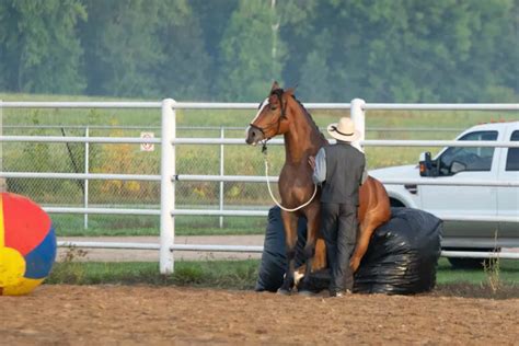 Image result for Yoder Poultry Auction