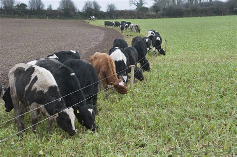 Egypt reopens to Irish live cattle exports, first shipment expected this year - Agriland.ie