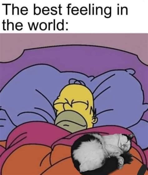 Sleep Memes