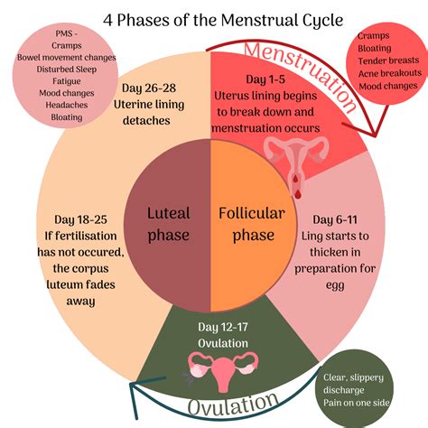 Understanding Your Menstrual Cycle: A Journey Through the Phases – Eco Period Australia