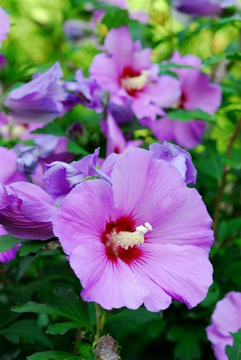 PURPLE ROSE OF SHARON 100 SEEDS HIBISCUS SYRIACUS, HARDY SHRUB, USA ...