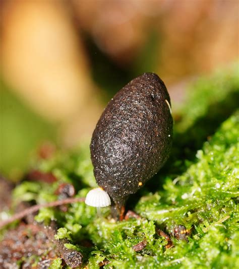 Xylaria castorea Berk.
