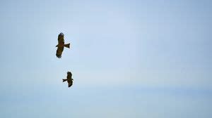 Hawks wallpapers hd, desktop backgrounds, images and pictures