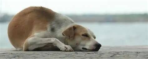 全球最年长的狗去世 终年22岁 2022-10-08 - 百度热搜榜 热点排名
