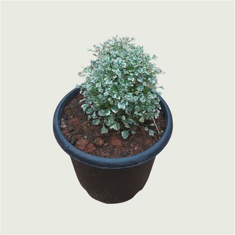 Aralia Variegated – Gardenista