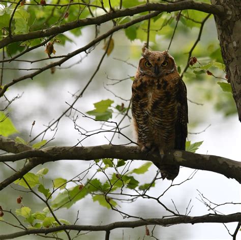 Great Horned Owl — Forest Park Living Lab