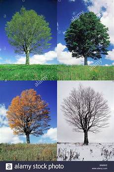ausmalbilder herbst und winter komponieren ahorn acer spec folge jahreszeiten sommer ausmalbilder herbst und winter komponieren ahorn acer spec folge jahreszeiten sommer