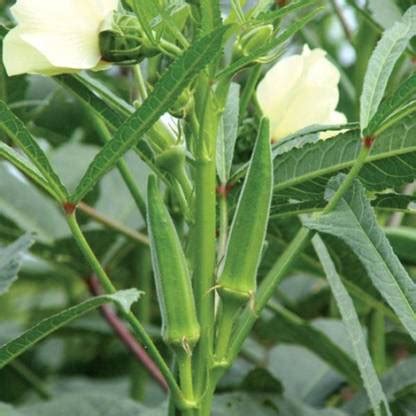 PMA ,Okra / Ladyfinger seed / Vindi Organic Seed, Vegetable Seed, Okra ...