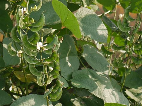 Dolichos Bean " Arka Prasidhi " Exotic 10 Vegetable Seeds – M-Tech Gardens