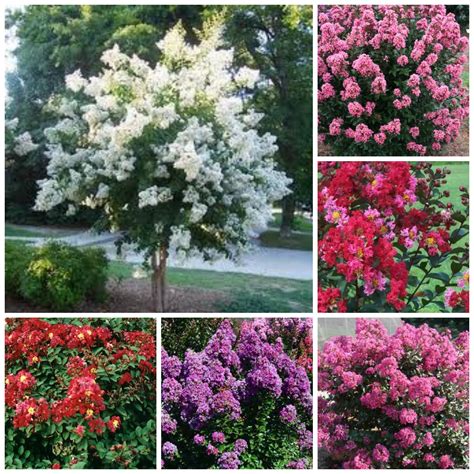 Crepe Myrtle Colors Chart - Educational Chart Resources