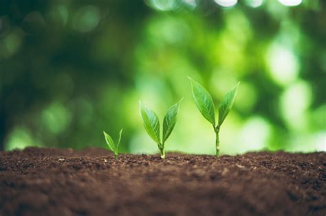 Image result for Plant 3D Python Script