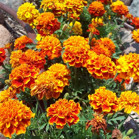 French Marigold Flower Garden Seeds - Sparky Mixture - 1 Oz - Annual ...