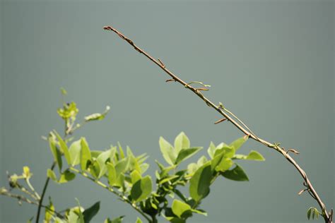 Stems & Vines at Mary Wilber blog