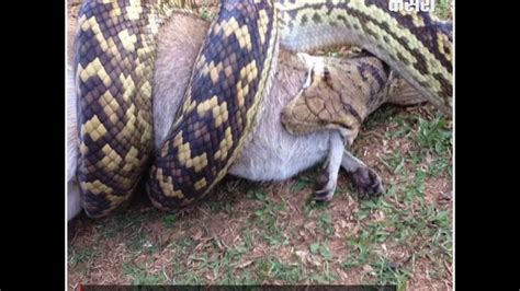 Python Eating Kangaroo 的图像结果