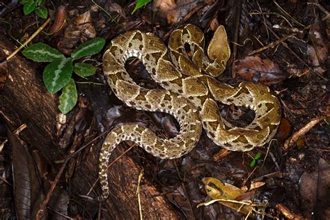 Fer De Lance Snake Necrosis