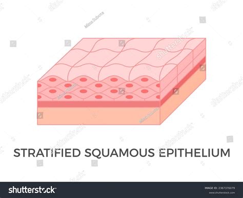 Stratified Squamous Epithelium Epithelia: The Histology Guide