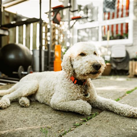 Goldendoodle Sizes: Standard, Mini And Medium Goldendoodles