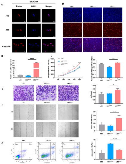 The Differential Expression of Circular RNAs and the Role of circAFF1 ...