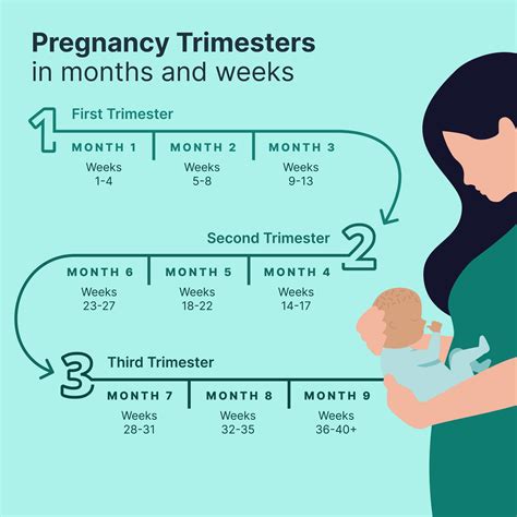 Months Of Pregnancy Nhs