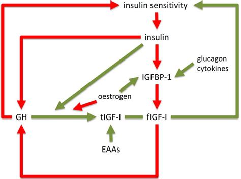 The Insulin-Like Growth Factor System in Obesity, Insulin Resistance and Type 2 Diabetes Mellitus