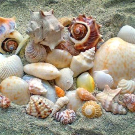 Image result for Shell Fossils Identification