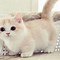 Image result for Cute Baby Kittens and Bunnies