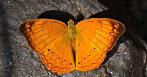 The Tamil Yeoman butterfly is now a symbol on Tamil Nadu which will ...