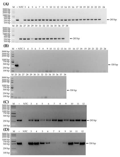 Rapid, Sensitive and Simultaneous Detection of Two Wheat RNA Viruses ...