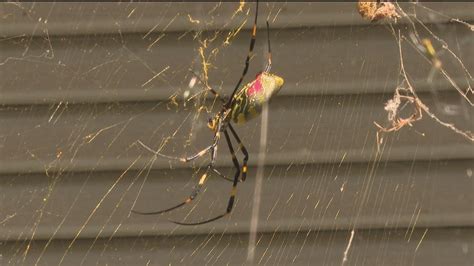 Atlanta man embraces Joro spiders, scientists remain unclear of their ...